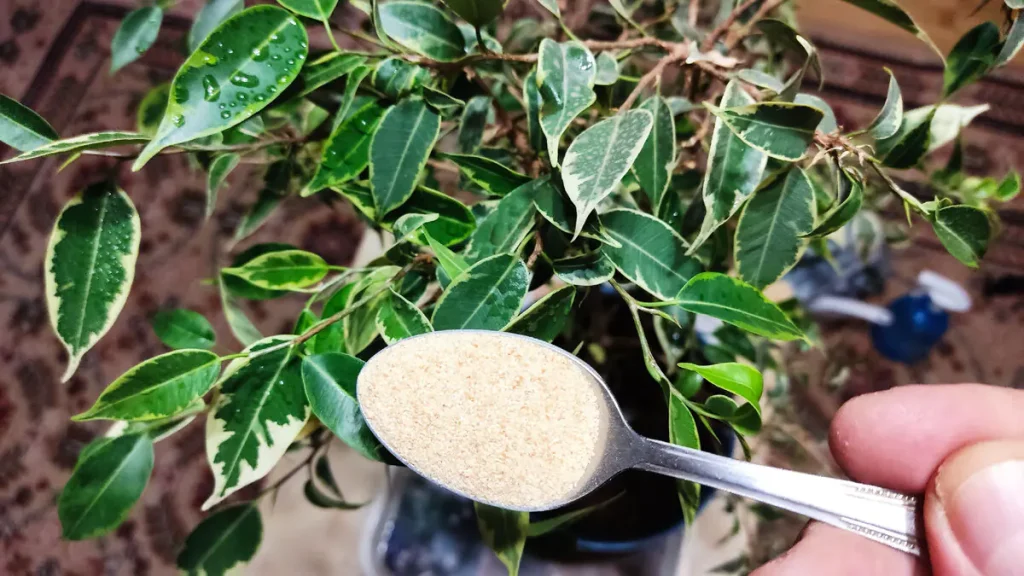 Wsyp pół łyżeczki do doniczki, a po 3 tygodniach orchidea zacznie wypuszczać pąki.